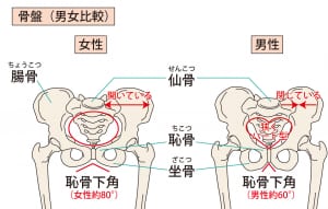 男女で骨盤の形が違う ひろがり鍼灸整骨院