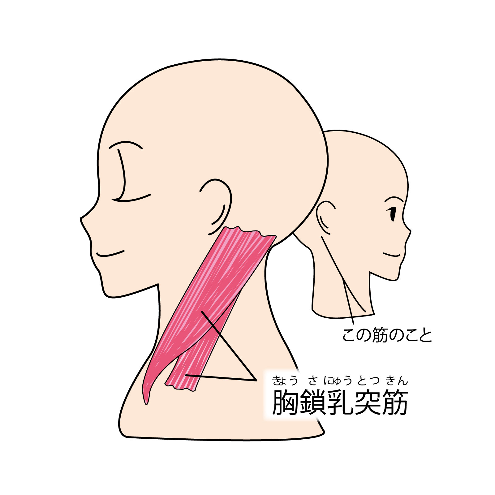 エラ張りで咬筋と一緒にほぐすと良い筋肉とは？ | ひろがり鍼灸整骨院